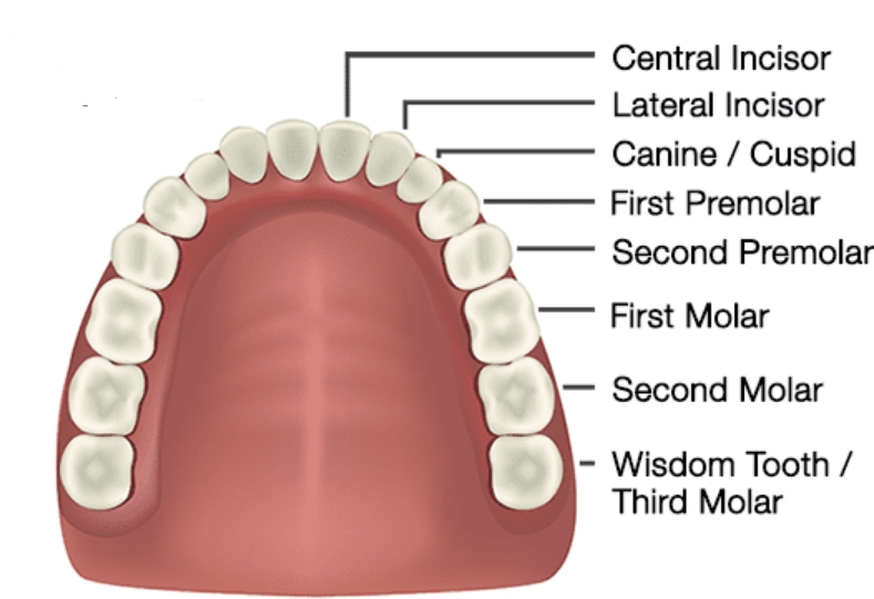 Identification of the 2nd molar