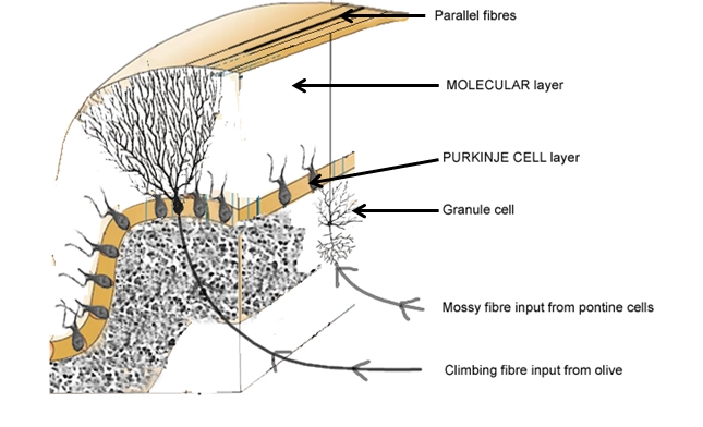 Details of the three layered structure of cerebellar cortex