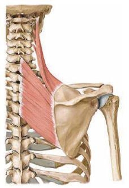 Anatomy: Insertion and Origin of  Levator Scapulae muscle