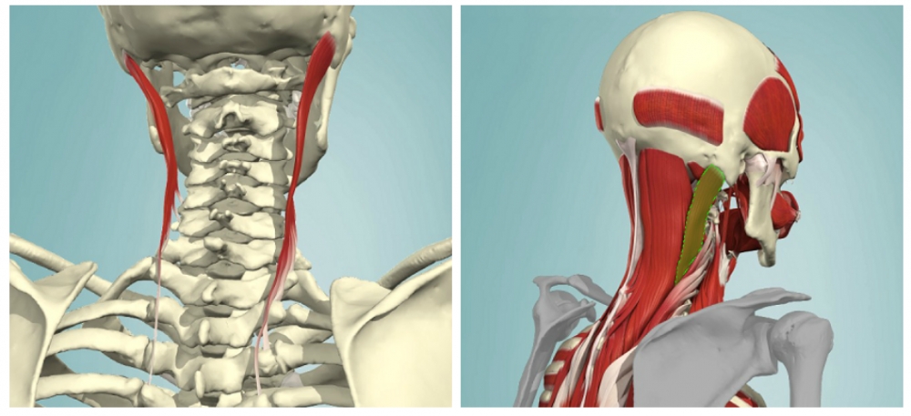 Anatomy: Insertion and Origin of Longissimus capitis muscle