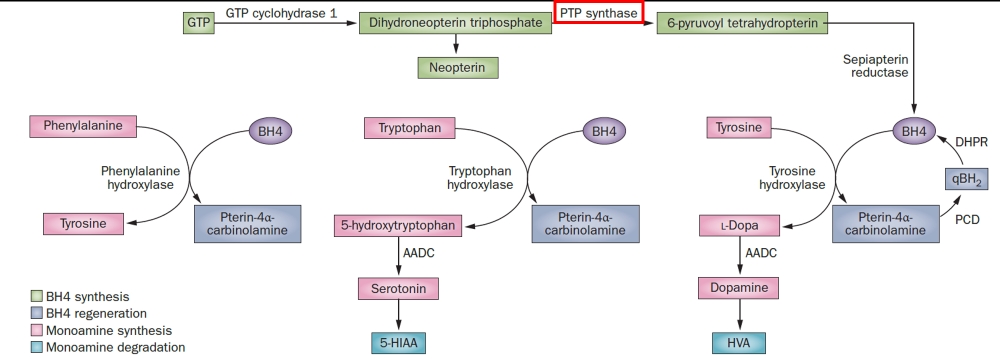 PTP synthase