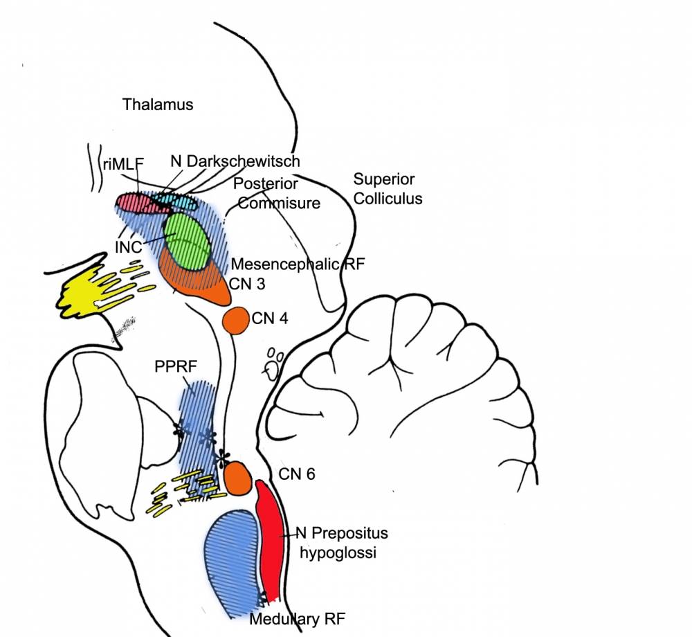 Brainstem structures involved in vertical gaze