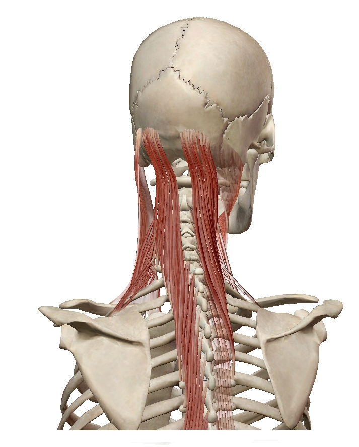 Anatomy: posterior view of semispinalis capitis