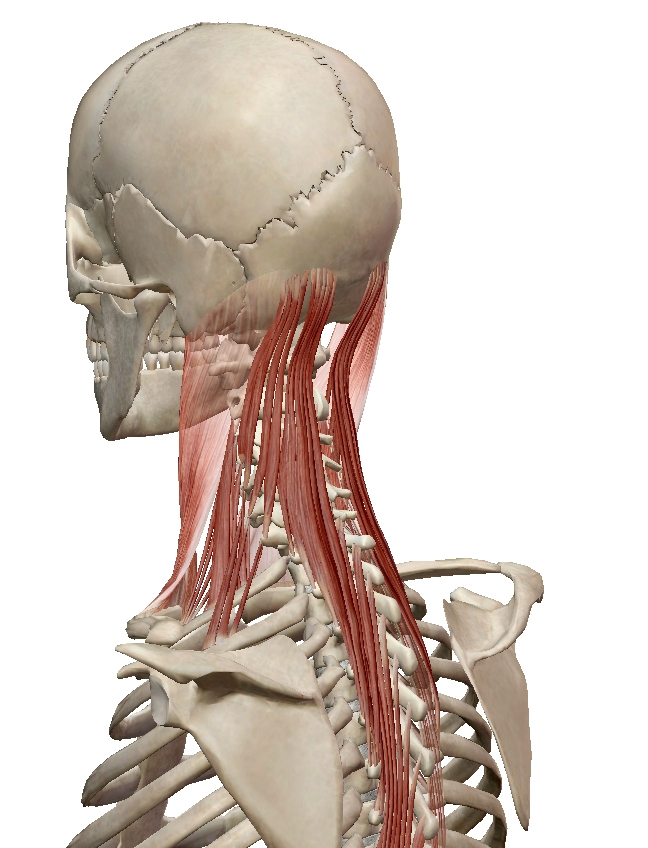 Anatomy: oblique view of semispinalis capitis