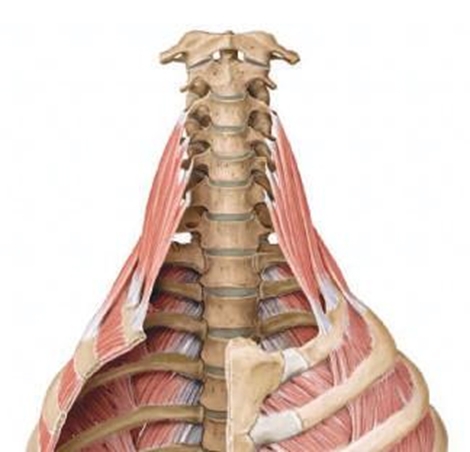 Anatomy: Overview of Scalenus muscle