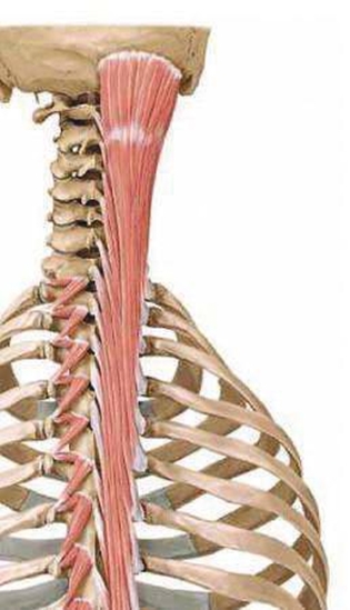 Anatomy: Insertion and Origin of Semispinalis capitis muscle