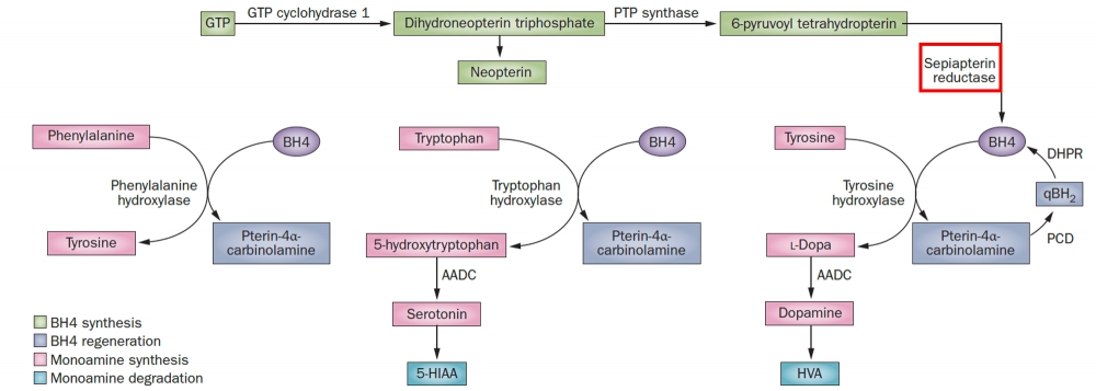 SPR (sepiapterin reductase) 