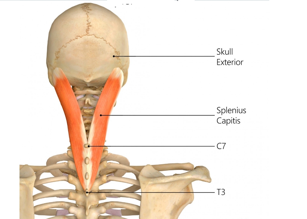 Anatomy: Insertion and Origin of  Splenius muscle