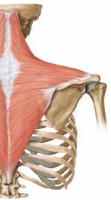 Anatomy: Insertion and Origin of  Trapezius muscle