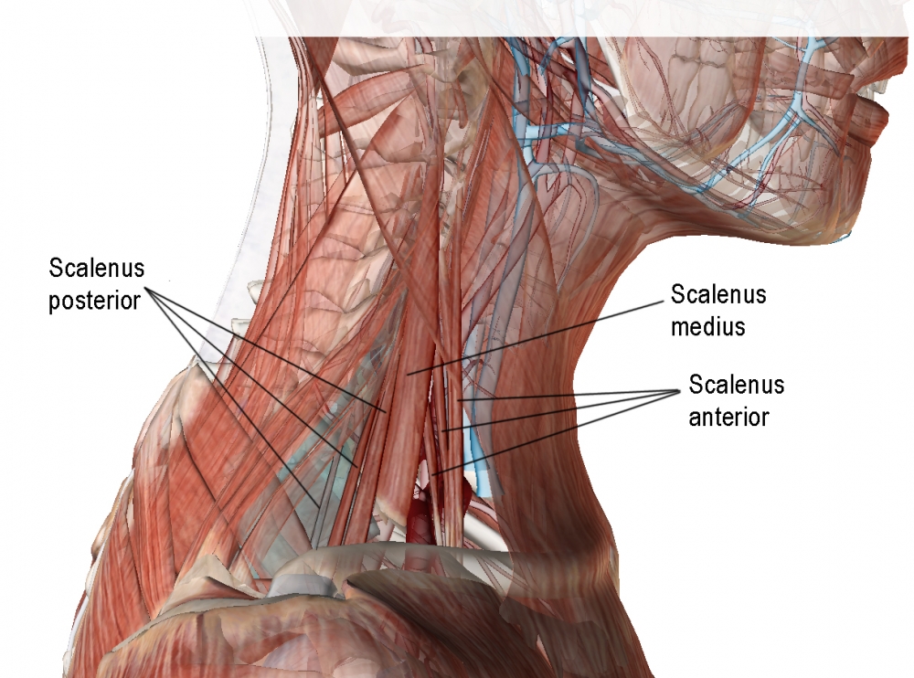Relationship of scalene muscles to SCM and splenius (partly transparent)