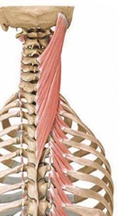 Anatomy: Insertion and Origin of  Splenius muscle