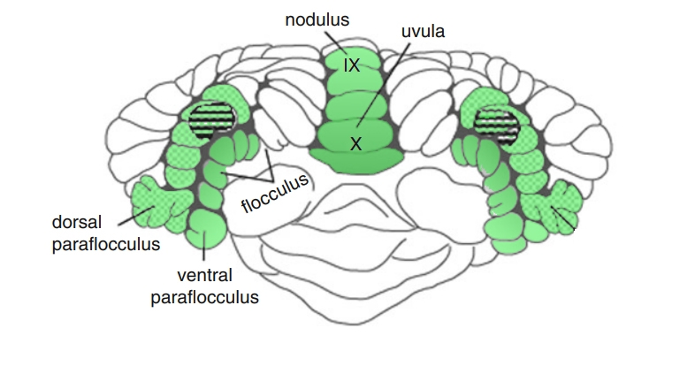 Cerebellar SP regions: flocculus & paraflocculus