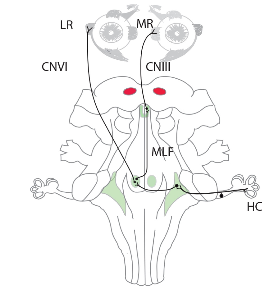 The VOR pathway