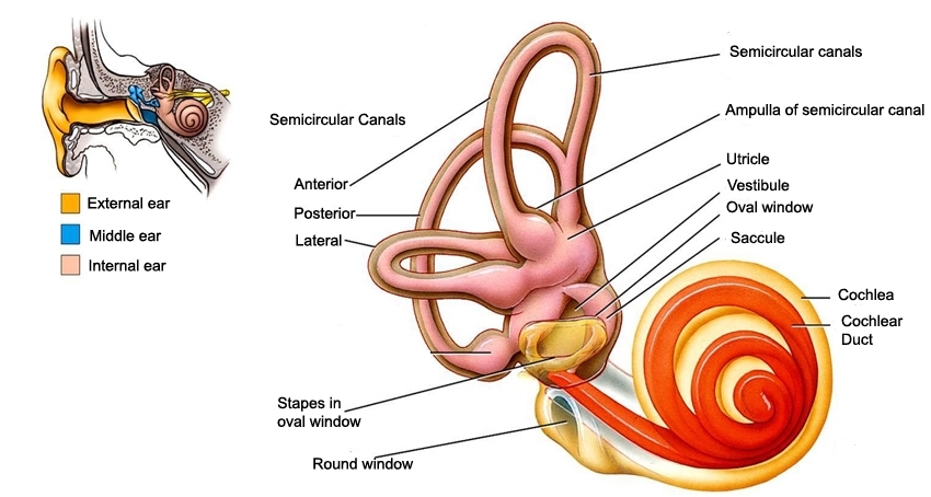 Ear Vestibule And Semicircular Canals The Inner Ear Cochlea Is Where
